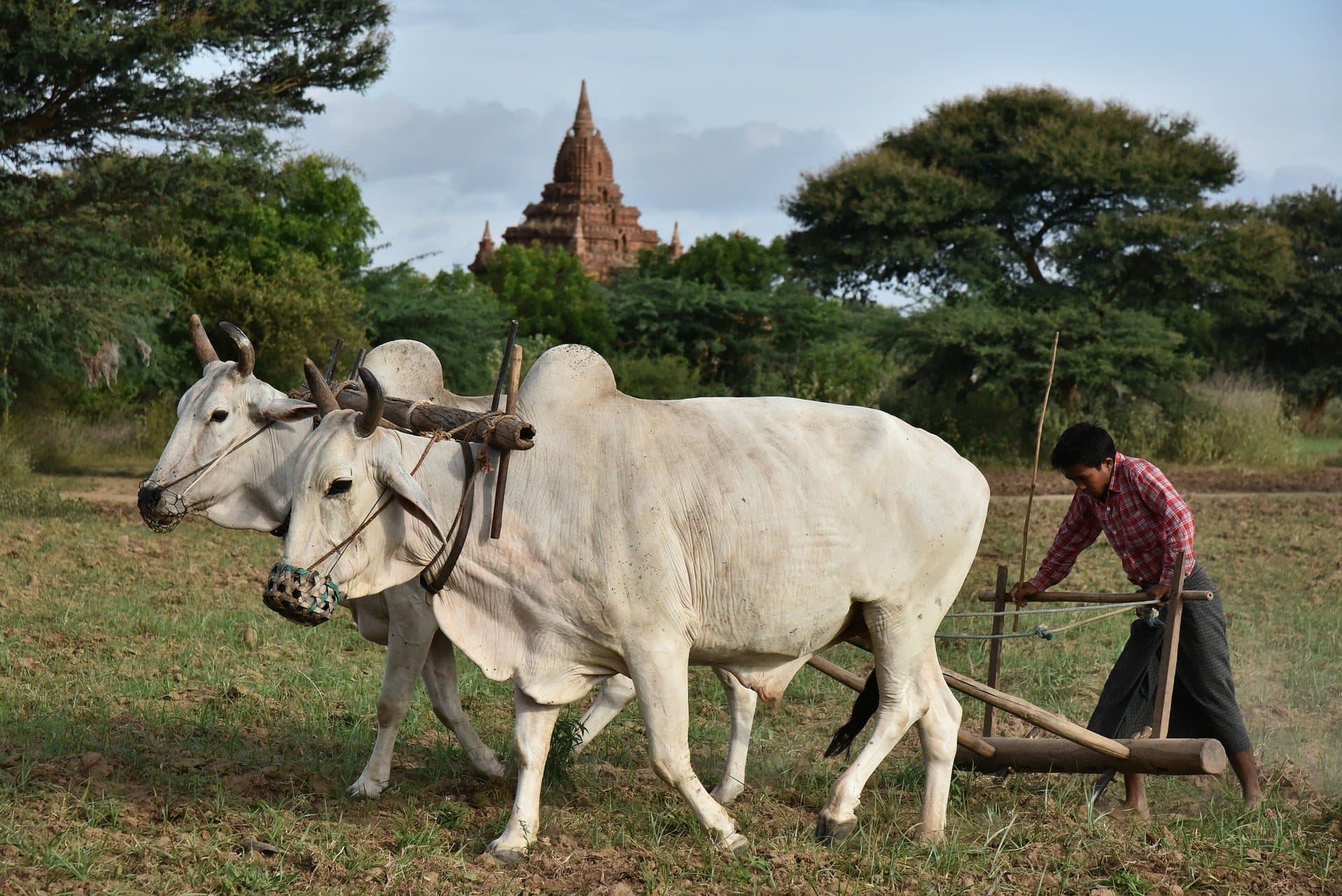 Agriculture in rural Rajasthan